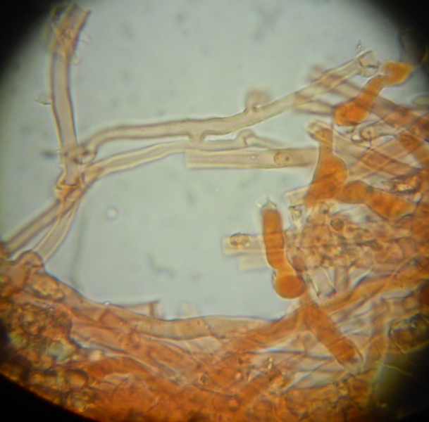 da determinare (Laeticorticium roseum)